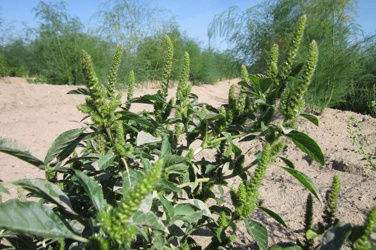 amaranth
