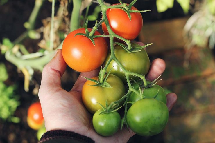 tomatoes on a vine