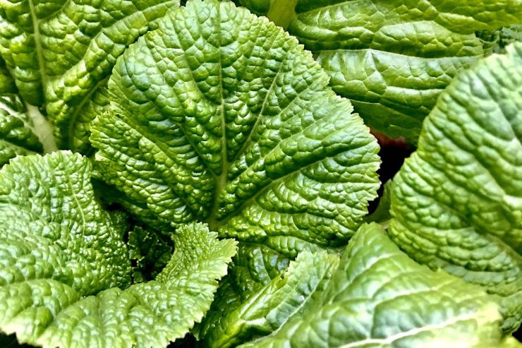 mustard greens