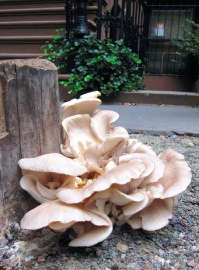 mushroom growing on tree