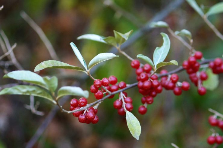 olive branch
