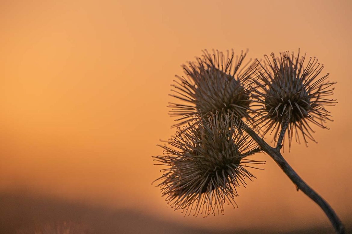 burdock in golden hour