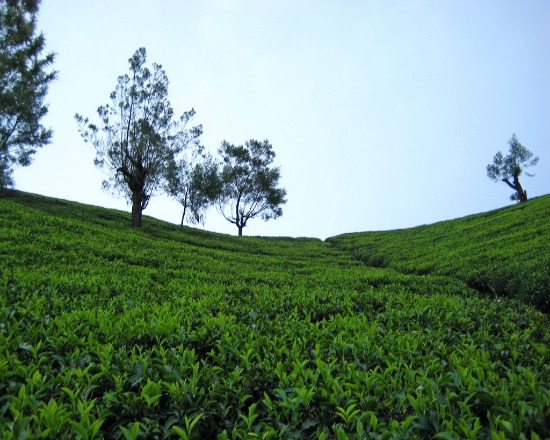 tea fields 4Neus/Flickr