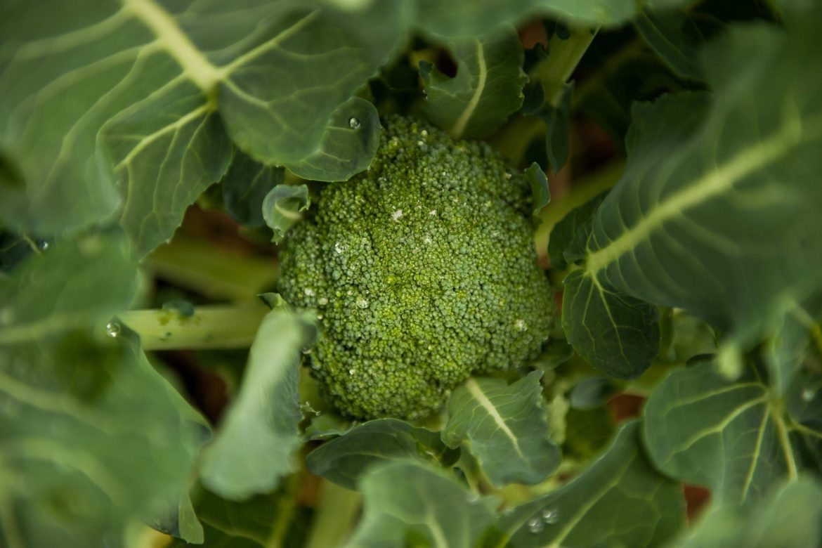 broccoli and leaves