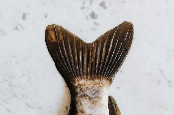 sustainable fish