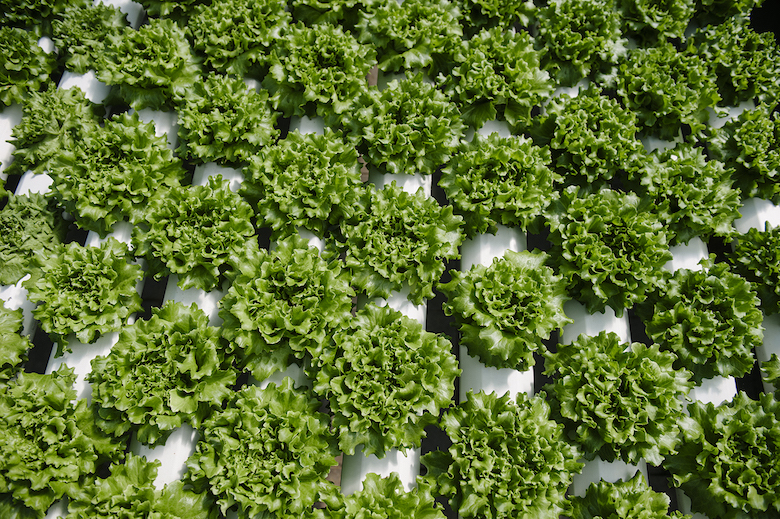 gotham greens