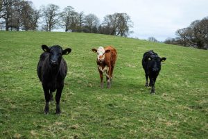 2017_Wales_JKraemer_09