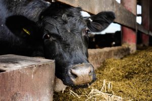 2017_Wales_JKraemer_14