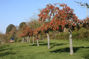 2017_CBosshard_RoutedeCider_5