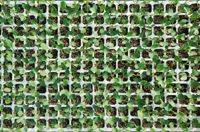 seedlings_flickr