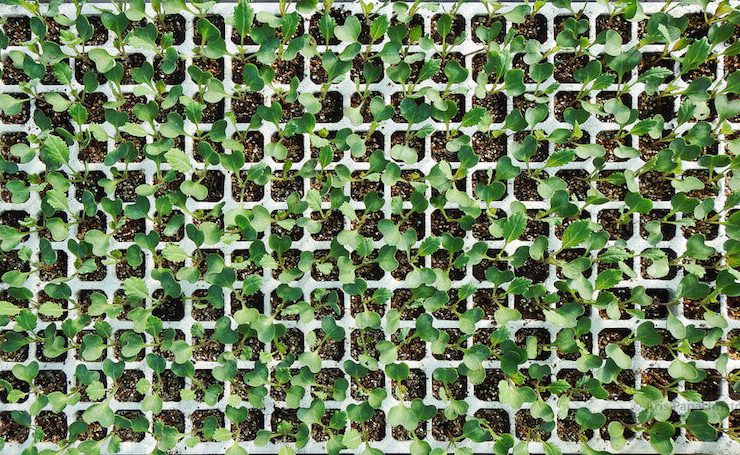 seedlings_flickr