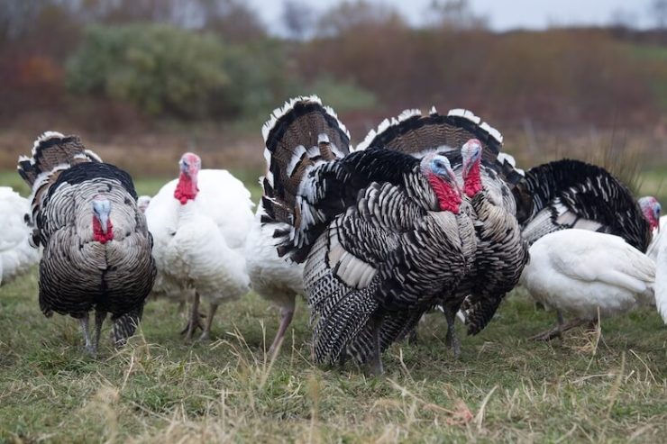 It's Already Time To Order Your Thanksgiving Turkey. Here Are 8 Great ...