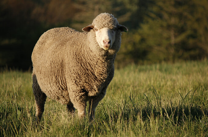 regenerative-agriculture-fashion