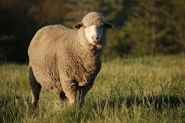 regenerative-agriculture-fashion