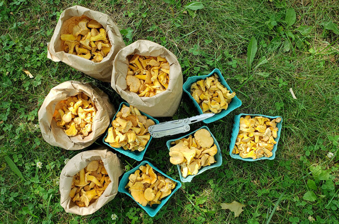 chantrelle mushrooms