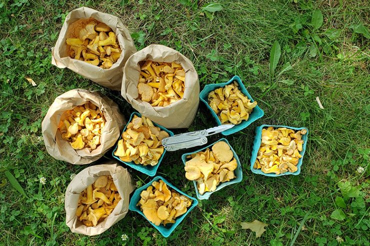 chantrelle mushrooms
