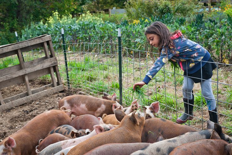 raven-boar-hudson-valley-charcuterie