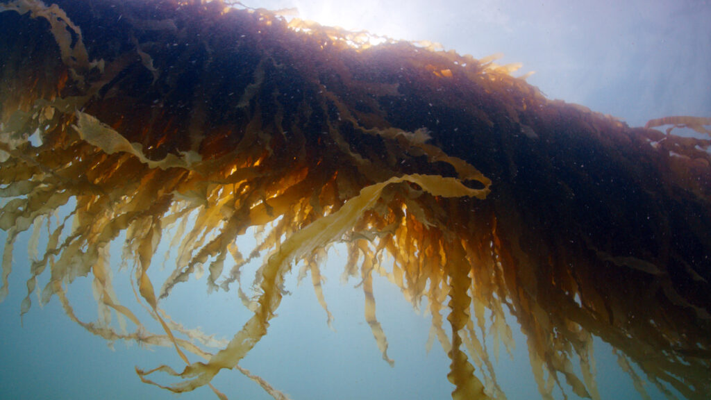 a kelp forest in the ocean