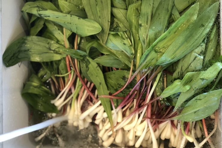 whole ramps being washed in a sink