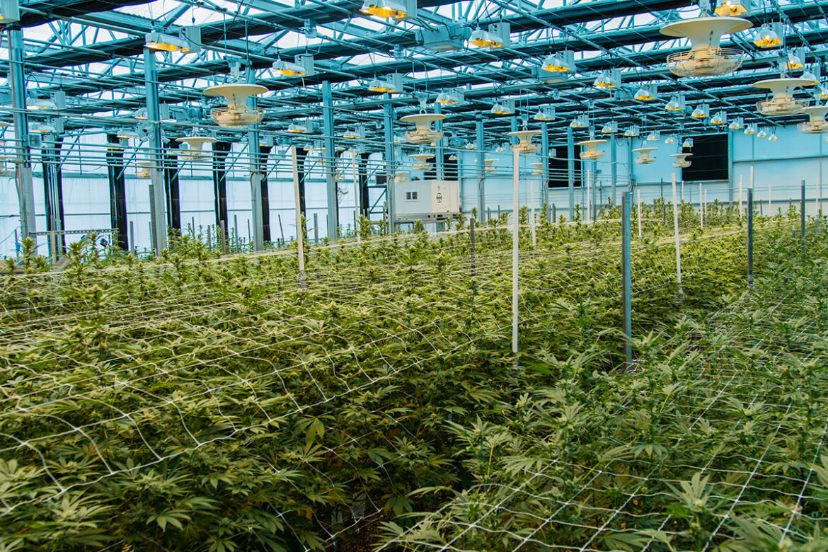 The Pass' greenhouse