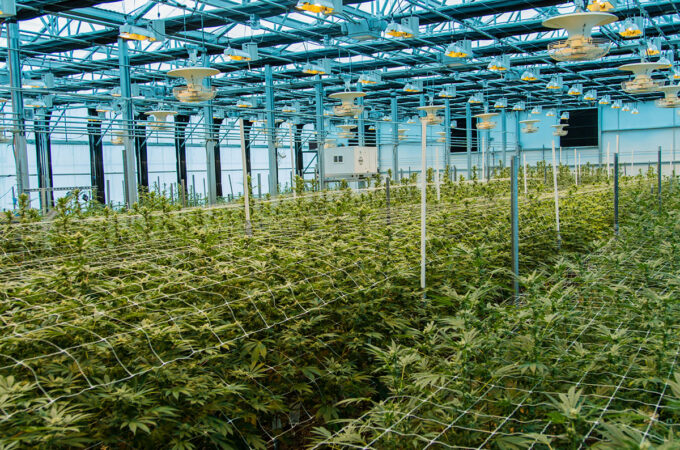 The Pass' greenhouse