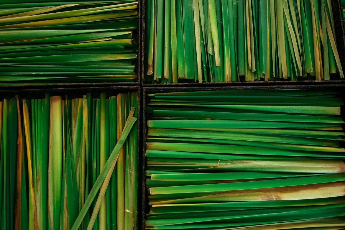harvested lemongrass in boxes