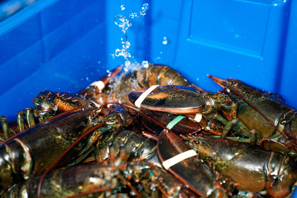 fresh lobsters in a tank