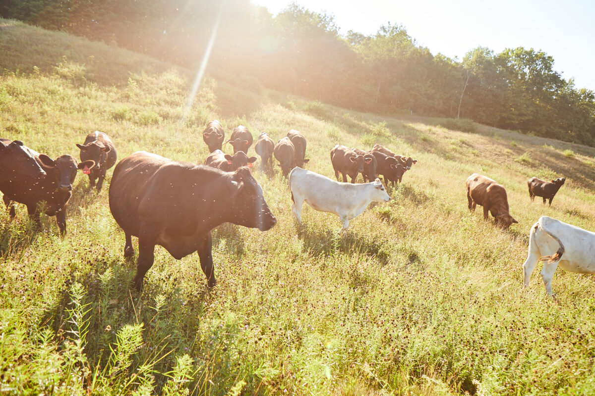 cattle wandering through a field