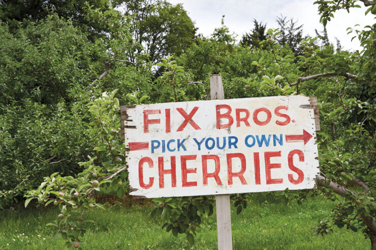 Fix Bros picket sign in a field with arrow pointing to the way to pick your own cherries