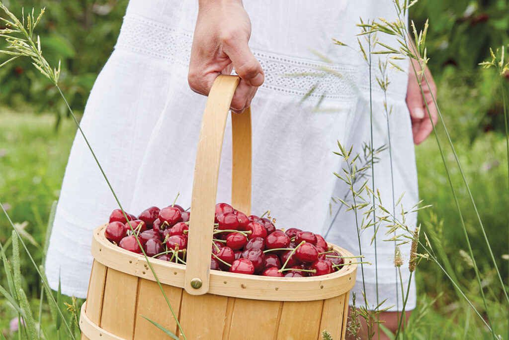 Girl in white dress holding a wicker basket of black cherries walking in a grass field