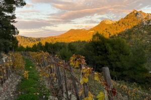 french vineyard