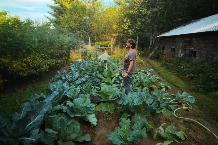 Photo in profile of actor Zach Galifianakis stands in the middle of a vegetable garden watering. There is a barn behind him.